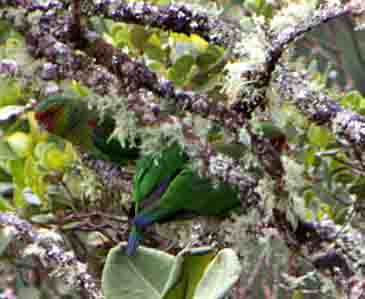 Hapalopsittaca pyrrhops 